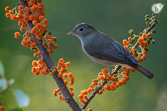 Rusty-tailed flycatcher_D557763(1)