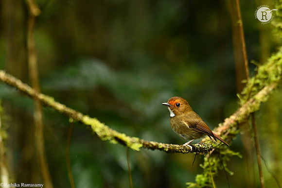 Rufous-browed flycatcher (Anthipes solitaris)_D559678