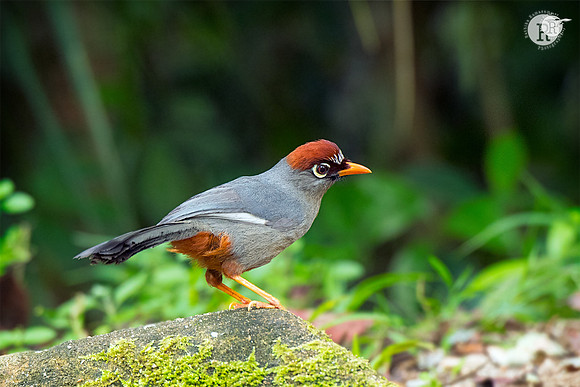 Chestnut-capped laughingthrush _D558975