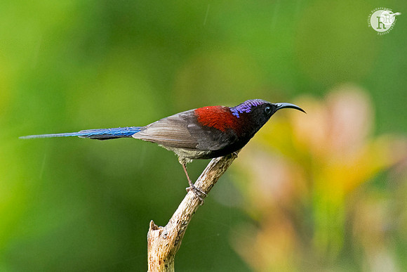 Black-throated sunbird (Aethopyga saturata) _SIK3801