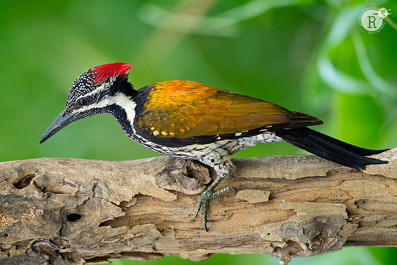 Web-Black-rumped flameback (Dinopium benghalense)_D552211