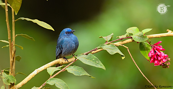 Nilgiri flycatcher (Eumyias albicaudatus) _D551859 copy