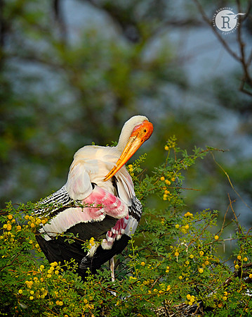 Painted stork