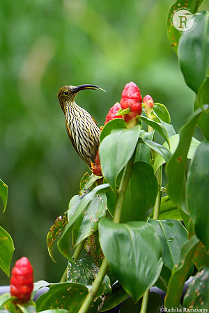 Streaked spiderhunter (Arachnothera magna)