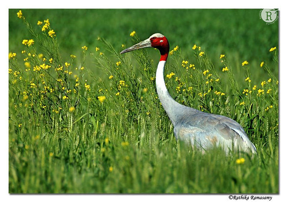 Saras crane