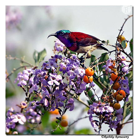 Crimson-backed Sunbird -9075