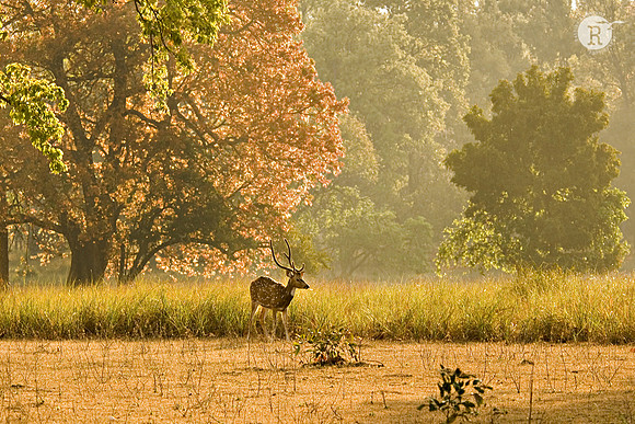Kanha National Park