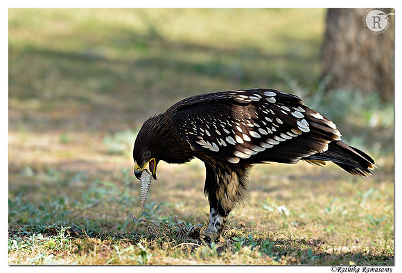 Greater Spotted Eagle (Aquila clanga)_D4R0044