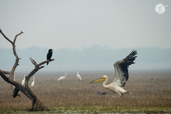 Pelican_D552288