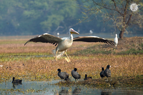 Pelican_D550664