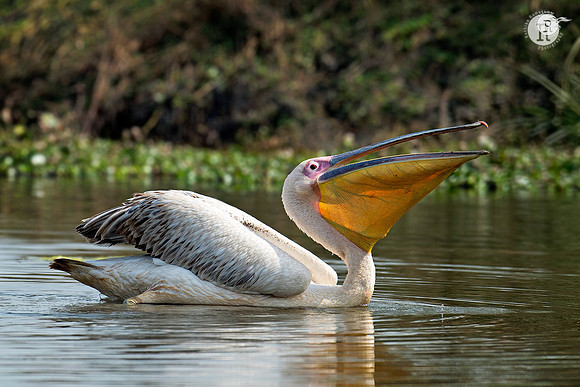 Juv Pelican_D551501