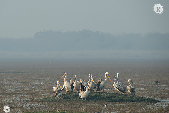 Rosy Pelican_D552914