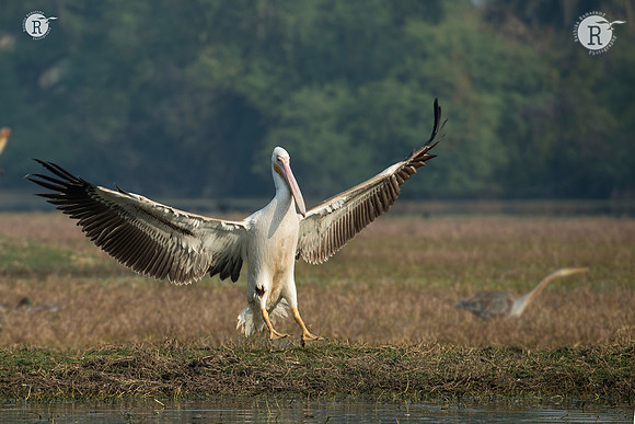 Pelican_D550657