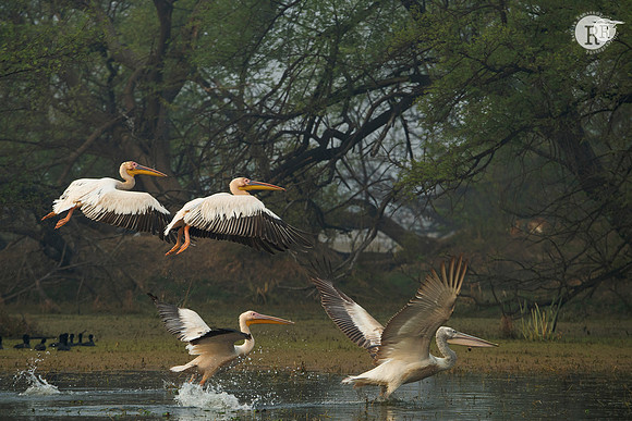 Pelican_D553944