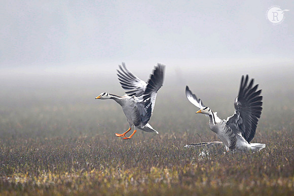 Bar headed goose_D4S4215