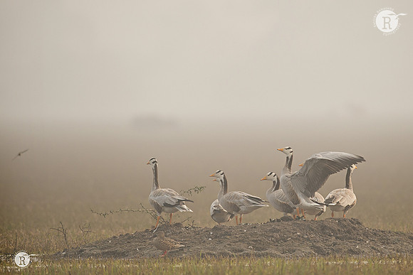 Bar-headed goose (Anser indicus)
