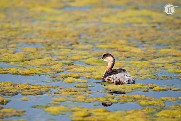 Little grebe (Tachybaptus ruficollis)_D4S7409