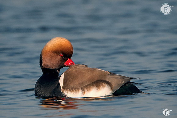 Red-crested pochard (Netta rufina)_DSC6887