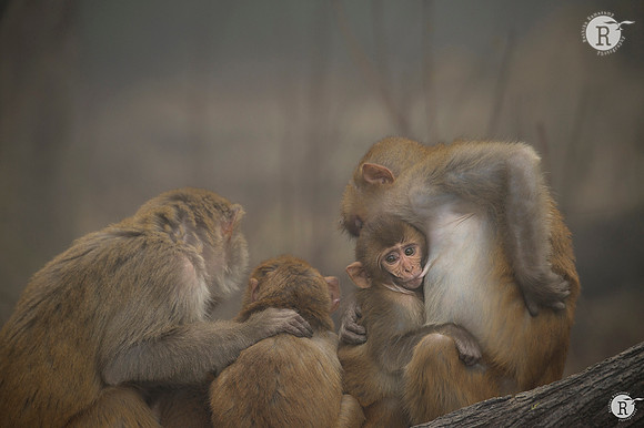 Rhesus macaque (Macaca mulatta) _D4R4575-2