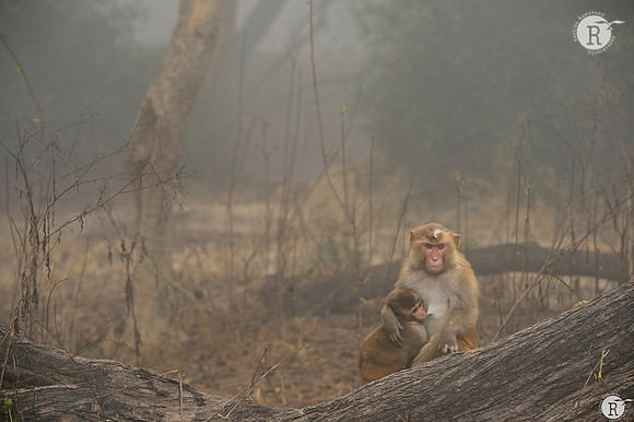 Rhesus macaque (Macaca mulatta) _D4R4577