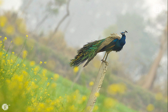 Peacock
