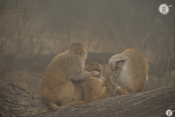 Rhesus macaque (Macaca mulatta) _D4R4572