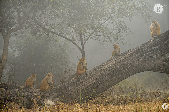 Rhesus macaque (Macaca mulatta) _D4R4564