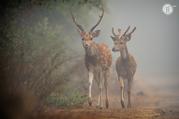 Spotted deer_D4S6727