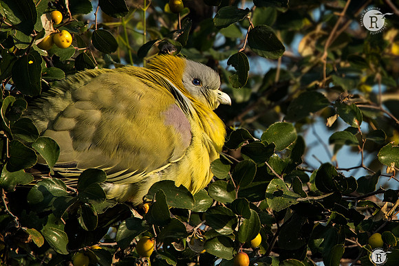 Yellow-footed green pigeon(Treron phoenicoptera)_DSC7230