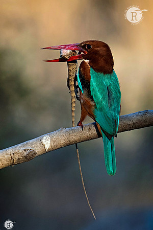 White throated kingfisher_TTA2295