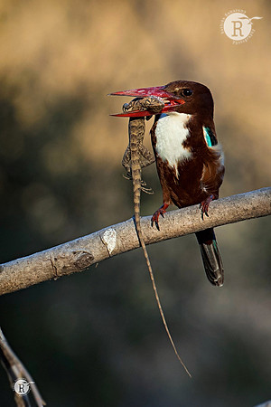 White throated kingfisher_TTA2303