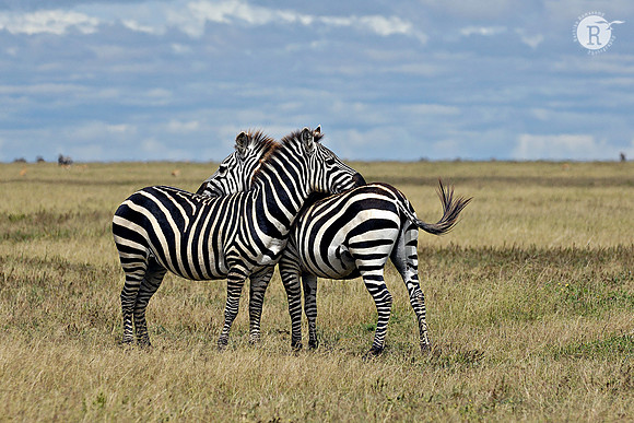 Zebra hug