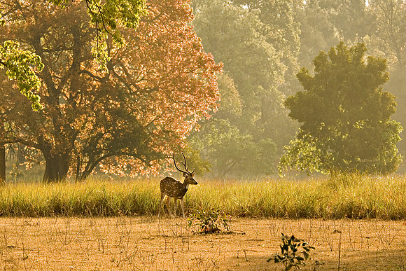 Golden Morning, Kanha National Park.    Code:RRF18601.Prints size 22 “ longer size . The proceedings of this print sale 100 % goes to RR Foundation for Wildlife Conservation.