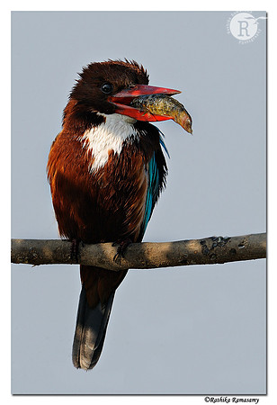 White-throated Kingfisher (Halcyon smyrnensis)_DD34240