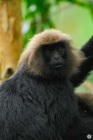 Nilgiri Langur_MNR8565