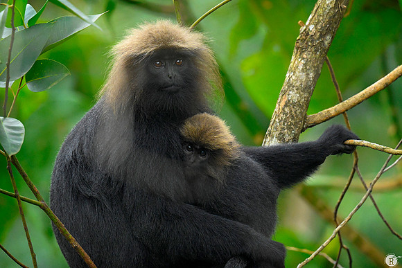 Nilgiri Langur_MNR8616