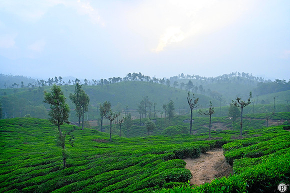 Munnar_RRM8023