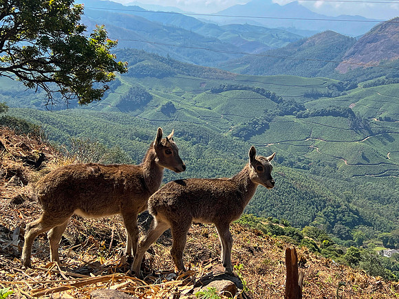 Baby Nilgiri Tahr
