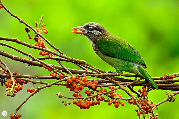 White cheeked barbet_MNR8283