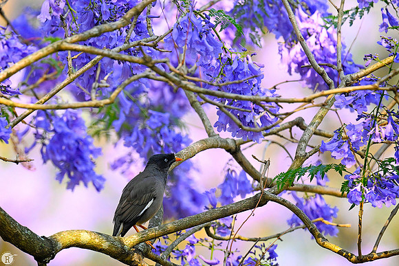Myna_MNR8484