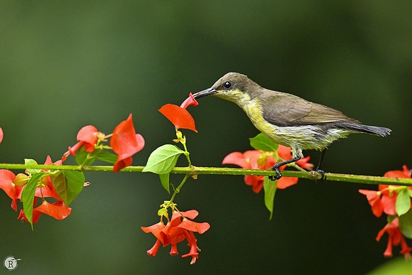 Loten's sunbird (Cinnyris lotenius)_TTD0670