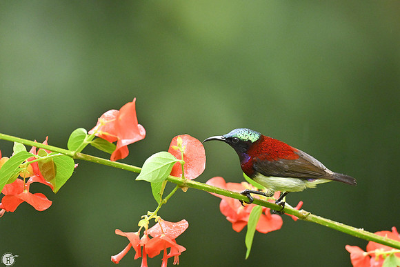 Crimson-backed Sunbird( Leptocoma minima)_TTD0519