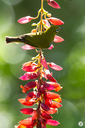 White eye_DSC7731