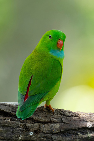 Vernal hanging parrot (Loriculus vernalis) _DSC9013