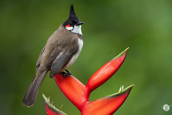 Red-whiskered bulbul (Pycnonotus jocosus)_DSC9533