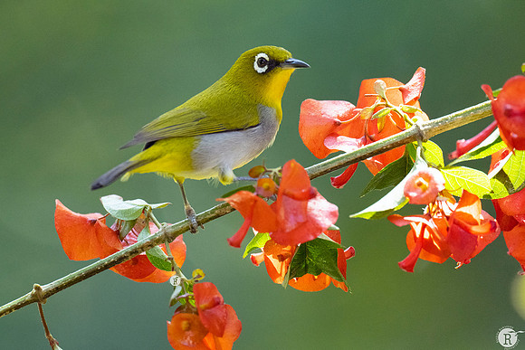 Indian white-eye (Zosterops palpebrosus)_DSC7699