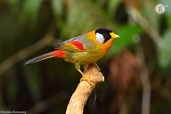 Web-Silver-eared mesia (Leiothrix argentauris)_D559943