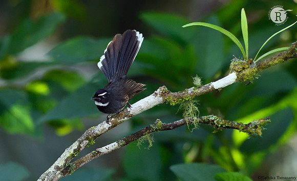 White-throated fantail (Rhipidura albicollis_D551057