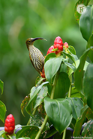 Streaked spiderhunter (Arachnothera magna) _D558795
