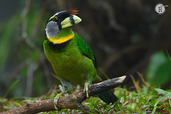 Fire-tufted barbet (Psilopogon pyrolophus)_D559394